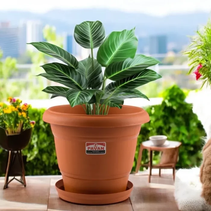 PAVAN FLORA PLANTER-8-3